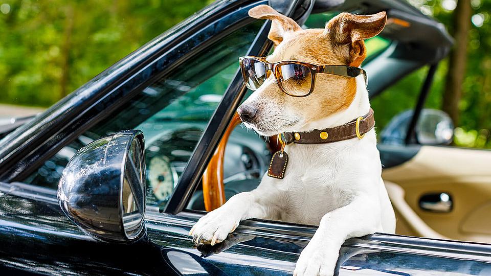 Hund im Fahrersitz eines Autos